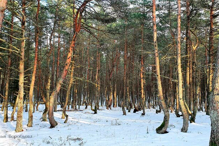 6 января: Куршская коса, Зеленоградск 